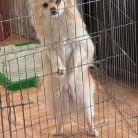 سگ پامرانین ماده