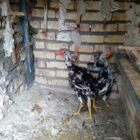 مرغ خورس لاری