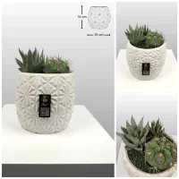 دیش گاردن / گلدان کاکتوس|گل و گیاه طبیعی|فولادشهر, B6|دیوار