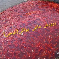 ماهی قرمز