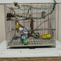 طوطی کتوله برزیلی رام یک جفت