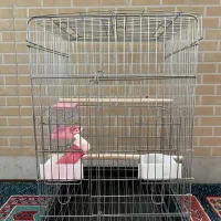 قفس پرنده