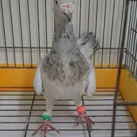 کبوتر مسافتی|پرنده|آمل, |دیوار