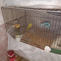 فنچ مرغ عشق عروس هلندی