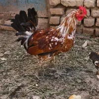 یک مرغ و خروس لری