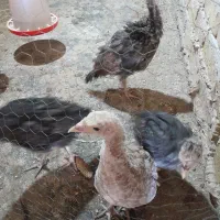 ۴عدد بوقلمون|حیوانات مزرعه|چهارباغ, |دیوار