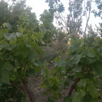 باغ ۱۰ساله|فروش دفتر صنعتی، کشاورزی، تجاری|زاویه, |دیوار