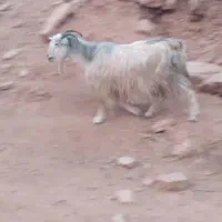 دوتا بز سالم وخوش خوراک