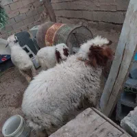 هویزه