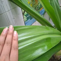 حراج گلهای سوسن|گل و گیاه طبیعی|یزد, |دیوار