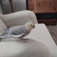 عروس هلندی ماده