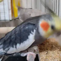 فروش جفت عروس هلندی جوجه داده|پرنده|چابکسر, |دیوار