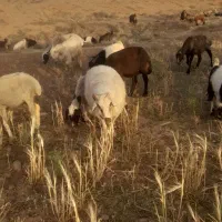 ۱۹راس‌میش|حیوانات مزرعه|سروستان, |دیوار