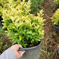شمشاد طلایی سطل ۱۰|گل و گیاه طبیعی|کلاچای, |دیوار