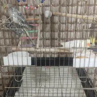 حیوانات|پرنده|شهر ری, سیزده آبان|دیوار