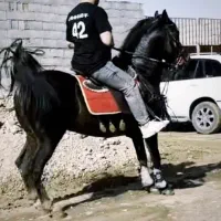 اسب سیلمی سواری دار و مجلسی