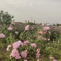 نیروی گل‌چین جهت چیدن گل محمدی  کرج