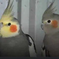 عروس هلندی نر ماده
