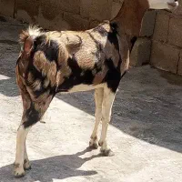 کهره پچی کهراغوس گیسه نقشی خوشگل نری|حیوانات مزرعه|قشم, |دیوار