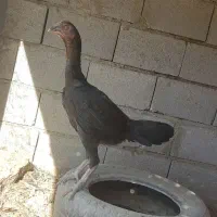 بچه و فریح لاری در سلماس|حیوانات مزرعه|خوی, |دیوار