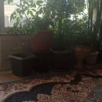 گل بزرگ طبیعی|گل و گیاه طبیعی|اصفهان, کشاورزی|دیوار