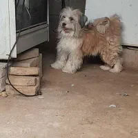 سگ پاپی