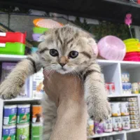 واگذاری گربه . پت شاپ. اسکاتیش بریتیش . پرشین