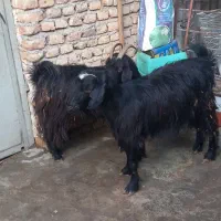 بز آبستن|حیوانات مزرعه|گرگان, |دیوار