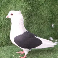 کبوتر دوکت سیاه درجه یک