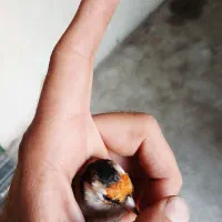 سهره و سهره قناری