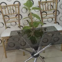 کرایه انواع میز و صندلی، اجاره باند، میکسر و آمپلی|خدمات پذیرایی، مراسم|شیراز, رازی|دیوار