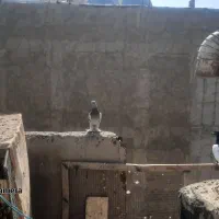 سوسنی.ترک|پرنده|شیراز, پانصد دستگاه ارتش|دیوار