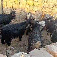 فروش 8راس بز داشتی و کشتی|حیوانات مزرعه|اندیکا, |دیوار