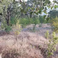 فروش باغ ۵۶۰۰ متری|فروش دفتر صنعتی، کشاورزی، تجاری|یاسوج, |دیوار