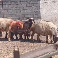 سلام 15راس میش شیرازی جوان وآوس داشتی