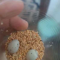 سهره ماده کارداده|پرنده|شهرضا, |دیوار