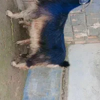 بز جوان همراه دو بزغاله دوقلو نر