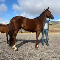 مادیان یک سر خارجی|اسب و تجهیزات اسبسواری|زنجان, |دیوار