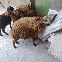 شش راس بره ماده  درجه یک باب داشت.