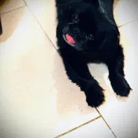 گمشده بیماری قلبی داره مژدگانی عالی