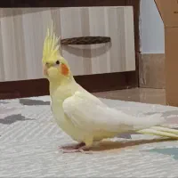 عروس هلندی لوتینو