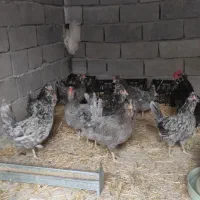 مرغ گلین طوسی 8عدد