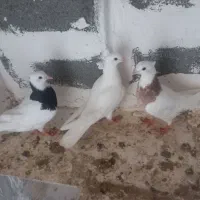 کفتر طوقی|پرنده|بندر دیر, |دیوار