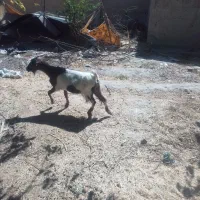 سلام بز دوقلو زا هست یا بزغاله نر