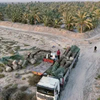 زمین خونه باغ ویلا فضای سبز نخل