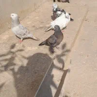 کبوتر|پرنده|ماسال, |دیوار