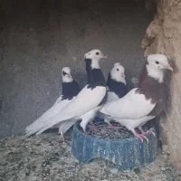جوجه طوقی|پرنده|مشهد, منزل آباد|دیوار