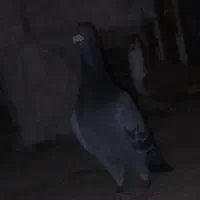 کبوتر مسافتی