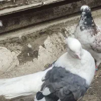 کبوتر