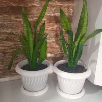 گل طبیعی|گل و گیاه طبیعی|دهلران, |دیوار